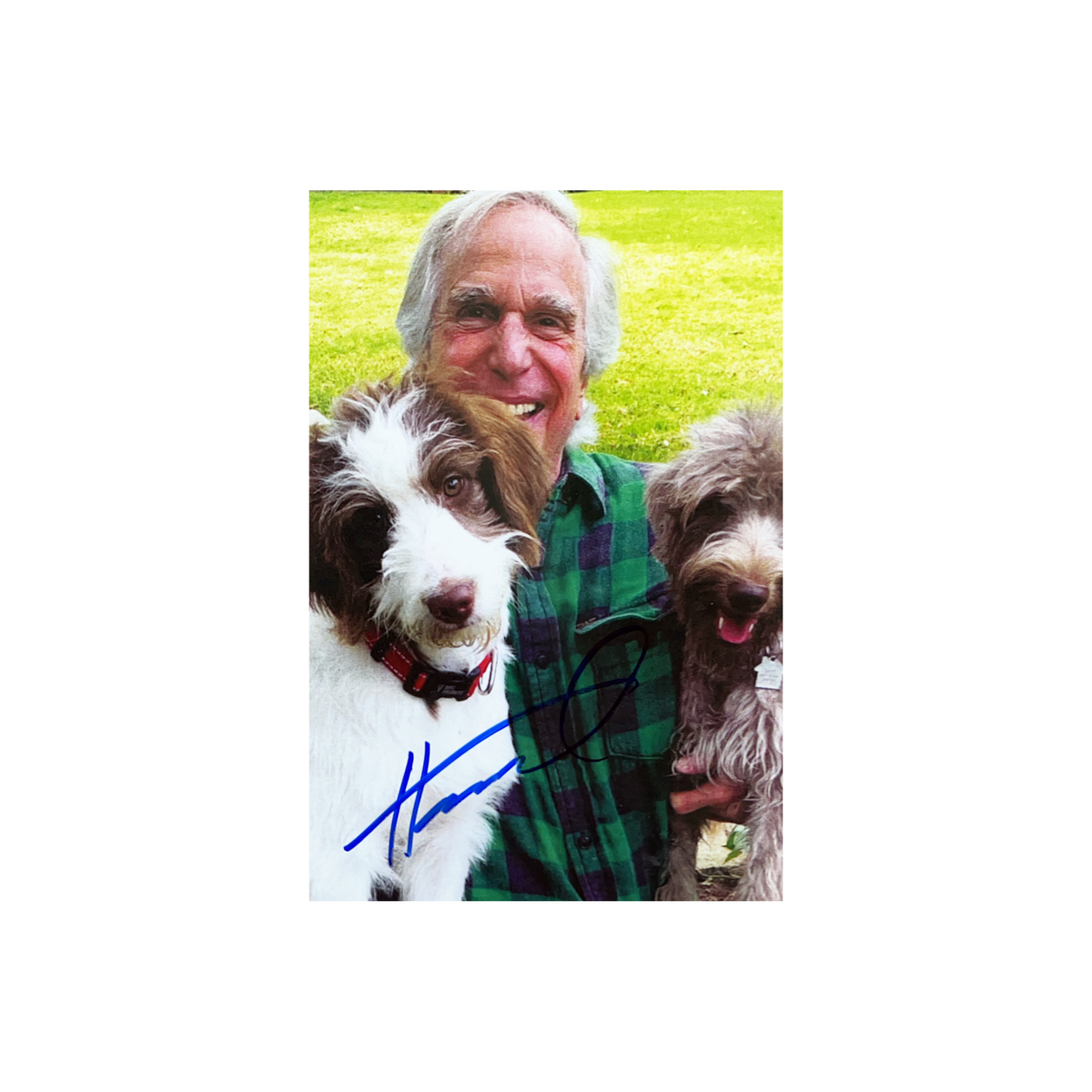 Henry Winkler Autographed Postcard With Dogs Steiner CX product image 1, provided for visual reference and product detail
